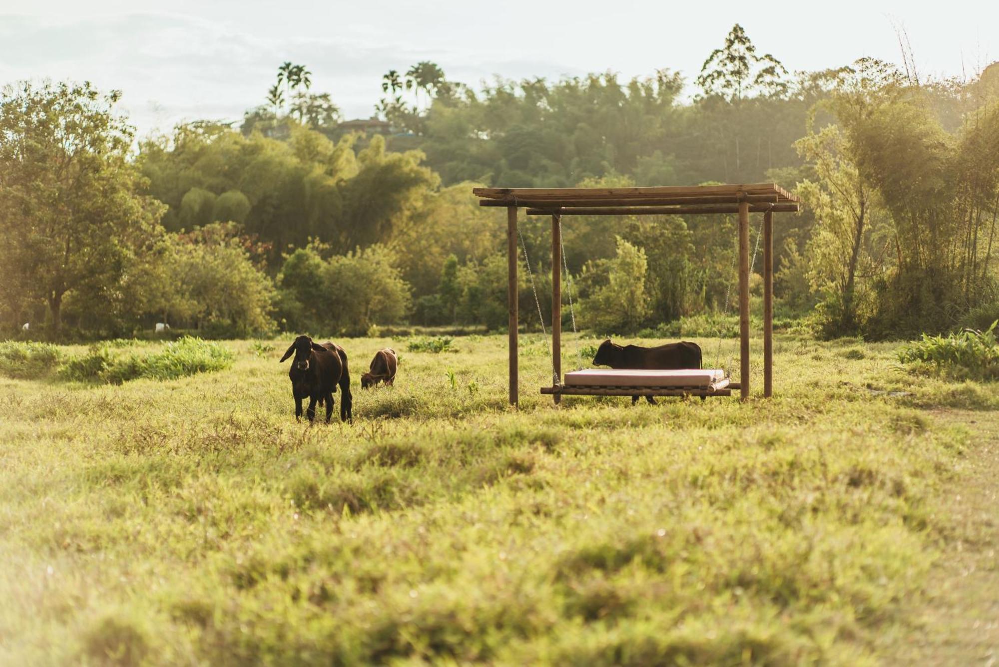 Glamping Entre Rios Hotel Calarcá Eksteriør billede